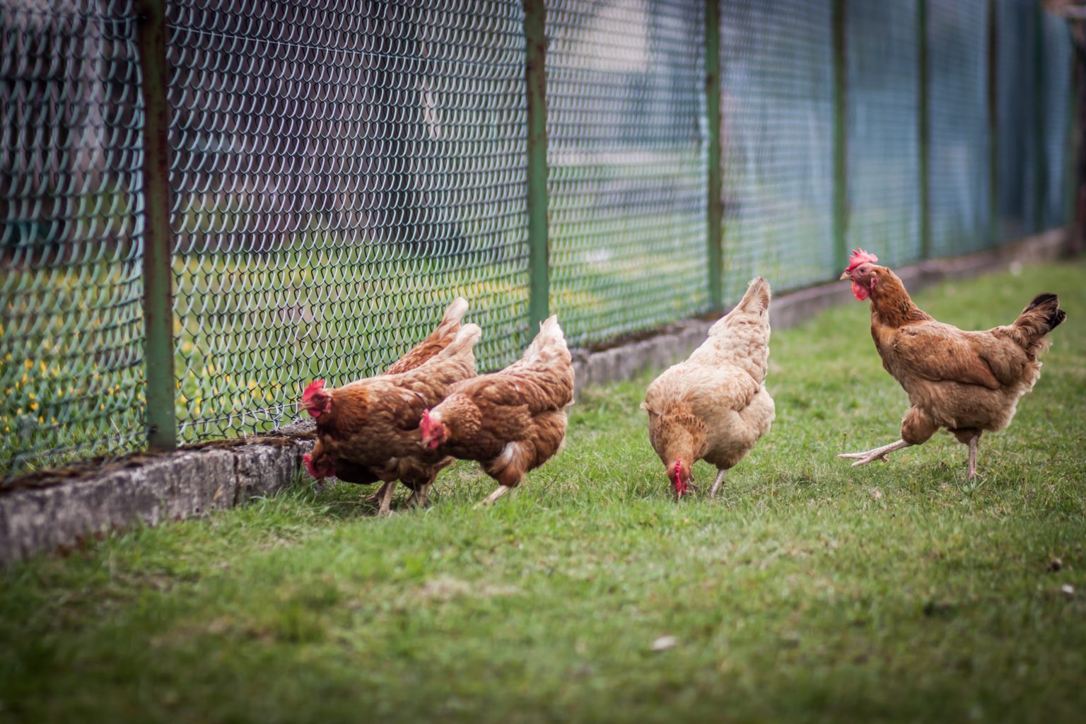 Quoi Planter Dans Le Parcours Des Poules Poulorama Tout Sur Les Poules 